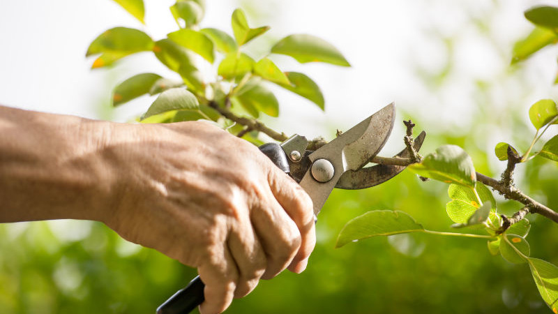 élagage des arbres et taille branches d'arbres